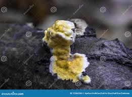 Attēlu rezultāti vaicājumam “Basidioradulum radula”