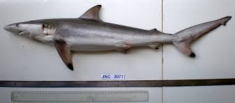 Image result for Nasolamia velox