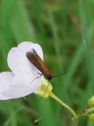 Attēlu rezultāti vaicājumam “Cauchas rufimitrella”