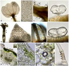 Attēlu rezultāti vaicājumam “Achillea salicifolia leaf”