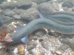 Image result for Anguilla anguilla