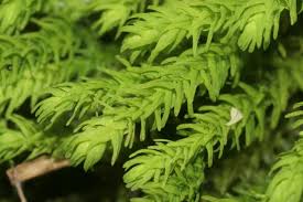 Attēlu rezultāti vaicājumam “Anomodon viticulosus”