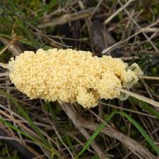 Attēlu rezultāti vaicājumam “Didymiaceae”