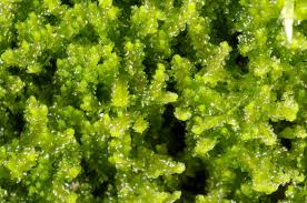 Attēlu rezultāti vaicājumam “Barbilophozia kunzeana”