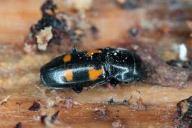 Attēlu rezultāti vaicājumam “Glischrochilus quadripunctatus imago”