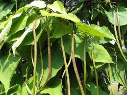 Attēlu rezultāti vaicājumam “Catalpa”