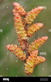 Attēlu rezultāti vaicājumam “Myrica gale male flower”