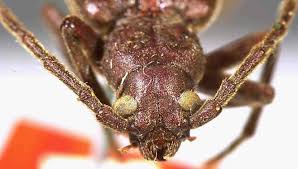 Attēlu rezultāti vaicājumam “Criocephalus rusticus”