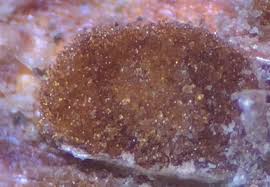 Attēlu rezultāti vaicājumam “Pucciniales”