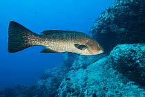 Image result for Mycteroperca olfax