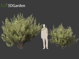 Attēlu rezultāti vaicājumam “Salix pentandra”