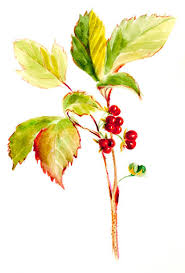 Attēlu rezultāti vaicājumam “Rubus saxatilis leaf”