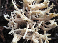 Attēlu rezultāti vaicājumam “Lentaria”