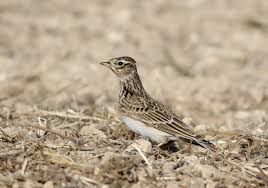 Attēlu rezultāti vaicājumam “Alauda arvensis”