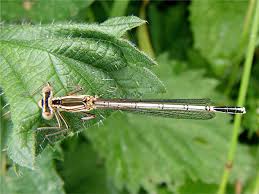 Attēlu rezultāti vaicājumam “Platycnemis pennipes female”