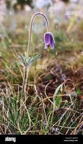 Attēlu rezultāti vaicājumam “Pulsatilla pratensis fruit”