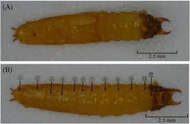 Attēlu rezultāti vaicājumam “Epirhoe tristata”