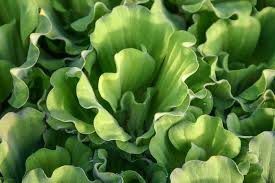 Attēlu rezultāti vaicājumam “Pistia stratiotes leaf”