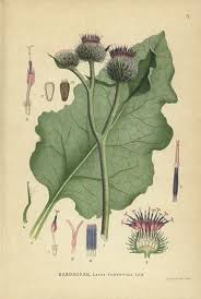 Attēlu rezultāti vaicājumam “Arctium lappa”