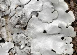 Attēlu rezultāti vaicājumam “Parmelina tiliacea”