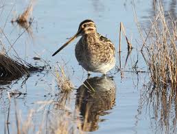 Image result for Gallinago gallinago