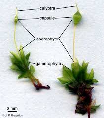 Attēlu rezultāti vaicājumam “sporophyte”