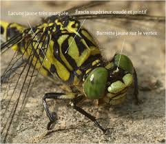 Attēlu rezultāti vaicājumam “Onychogomphus forcipatus”