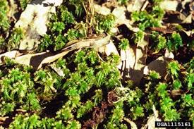 Attēlu rezultāti vaicājumam “Sphagnum wulfianum”