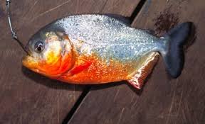 Image result for Prestatyn Piranhas