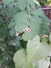 Attēlu rezultāti vaicājumam “Symphytocarpus impexus”