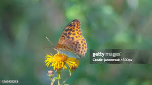 Attēlu rezultāti vaicājumam “Brenthis daphne”