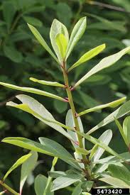 Attēlu rezultāti vaicājumam “Daphne mezereum leaf”
