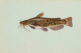 Image result for Ameiurus catus