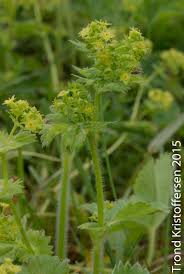 Attēlu rezultāti vaicājumam “Alchemilla subcrenata  flower”