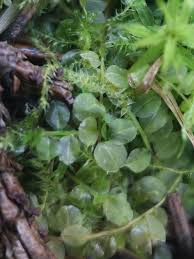 Attēlu rezultāti vaicājumam “Plagiomnium ellipticum”