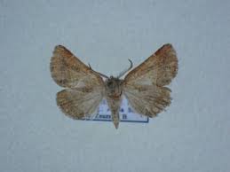 Attēlu rezultāti vaicājumam “Clostera pigra”