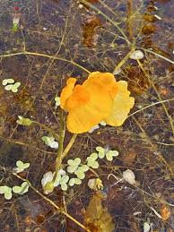 Attēlu rezultāti vaicājumam “Utricularia x neglecta flower”