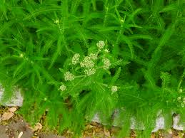 Attēlu rezultāti vaicājumam “Achillea millefolium bud”