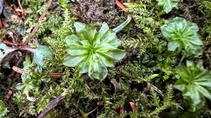 Attēlu rezultāti vaicājumam “Rhodobryum roseum”