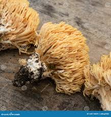 Attēlu rezultāti vaicājumam “Ramaria flava”