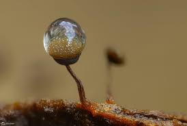 Attēlu rezultāti vaicājumam “Cribraria vulgaris macro”