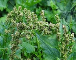 Attēlu rezultāti vaicājumam “Chenopodium bonus-henricus leaf”