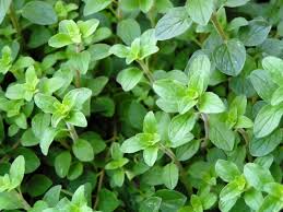 Image result for Oregano