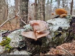 Attēlu rezultāti vaicājumam “Fuligo licentii”