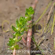 Attēlu rezultāti vaicājumam “Elatinaceae”