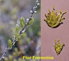 Attēlu rezultāti vaicājumam “Salix repens subsp. rosmarinifolia flower”
