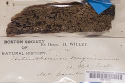 Attēlu rezultāti vaicājumam “Mycoblastus sanguinarius”