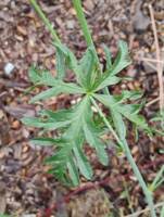 Attēlu rezultāti vaicājumam “Malva moschata leaf”