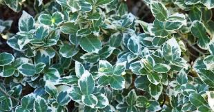 Attēlu rezultāti vaicājumam “Euonymus”