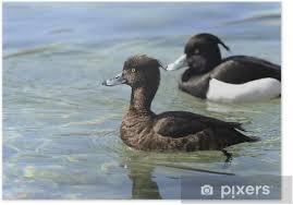 Image result for Aythya fuligula